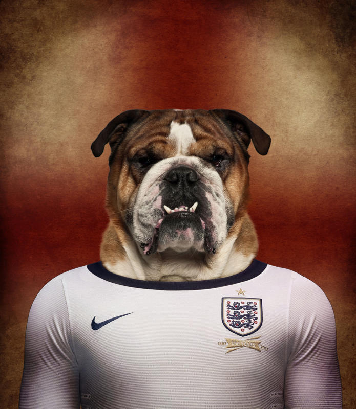 英格兰 英国斗牛犬.jpg