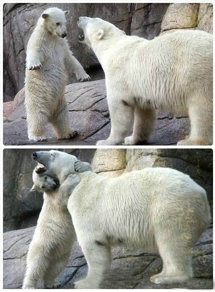 妈妈，别生气啦！】丹麦奥尔堡动物园近日上演了温情的一幕。1岁的北极熊宝宝奥格因为淘气惹怒了妈妈，竟然  ...