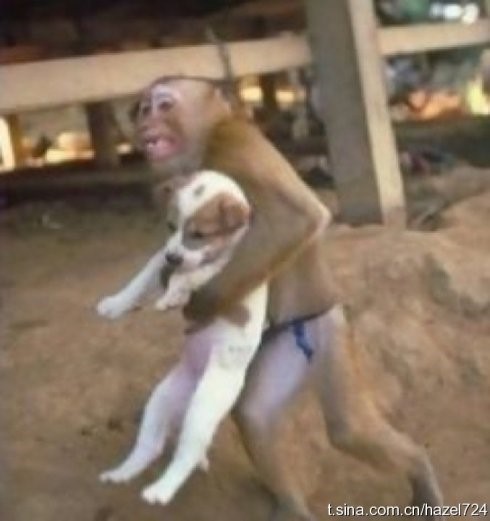 南京爆炸现场 可爱的猴子抱着狗狗逃命！(猴子呀猴子~ 你比很多自命高尚的人更有人性~) ... ...