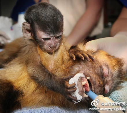 在澳大利亚墨尔本动物园，一只僧帽猴宝宝（Chekita）表情凝重地拥抱着正在接受手术的妈妈 ... ...