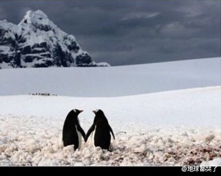 一对企鹅夫妻手牵着手，凝望对方。摄影师Silviu Ghetie在南极半岛的拉可罗港拍摄到了这个有趣的场景，两位  ...
