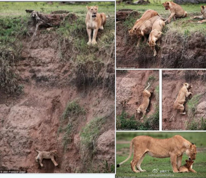 母狮不顾危险勇救跌崖幼仔】英国每日邮报报道，一名摄像师在肯尼亚野外拍到了一组感人的照片。一头幼狮不小 ...
