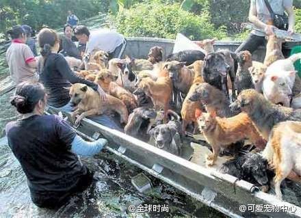 泰国洪灾当前，寺庙和动保组织忙得不可开支，图中仅为一个小镇就把600多只流浪狗转移到高处. ... ...