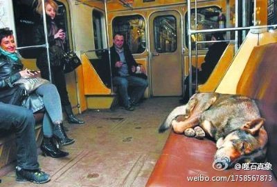 俄罗斯莫斯科的生物学家发现，住在莫斯科郊区的一些流浪狗为了到市中心觅食，竟然天天搭乘地铁前往市中心。 ...