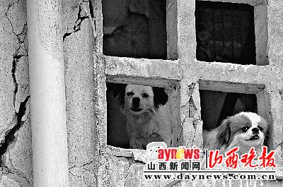 两只宠物狗在北川县城一处居民楼内向外眺望。汶川大地震虽然已经过去50多天,但宠物狗依然不离不弃, 守望已  ...