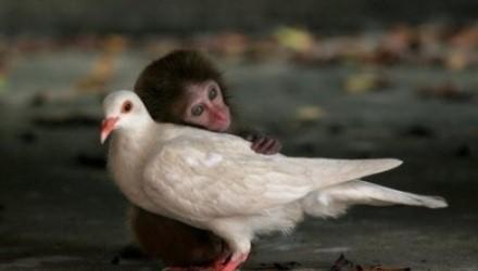 一只与妈妈走失的小猴子，对这个世界既充满了恐惧，又满怀着希望，它深情地拥着白鸽，体验着这个世界；白鸽 ...