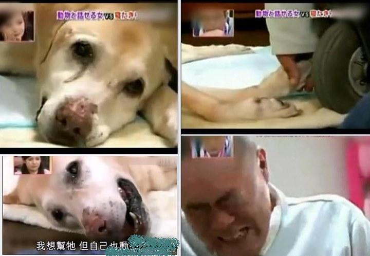 《救助犬最后的遗言》日本一只协助残障人士生活起居的服务犬，在与主人相处十几年后，因年事已高（相当人类 ...