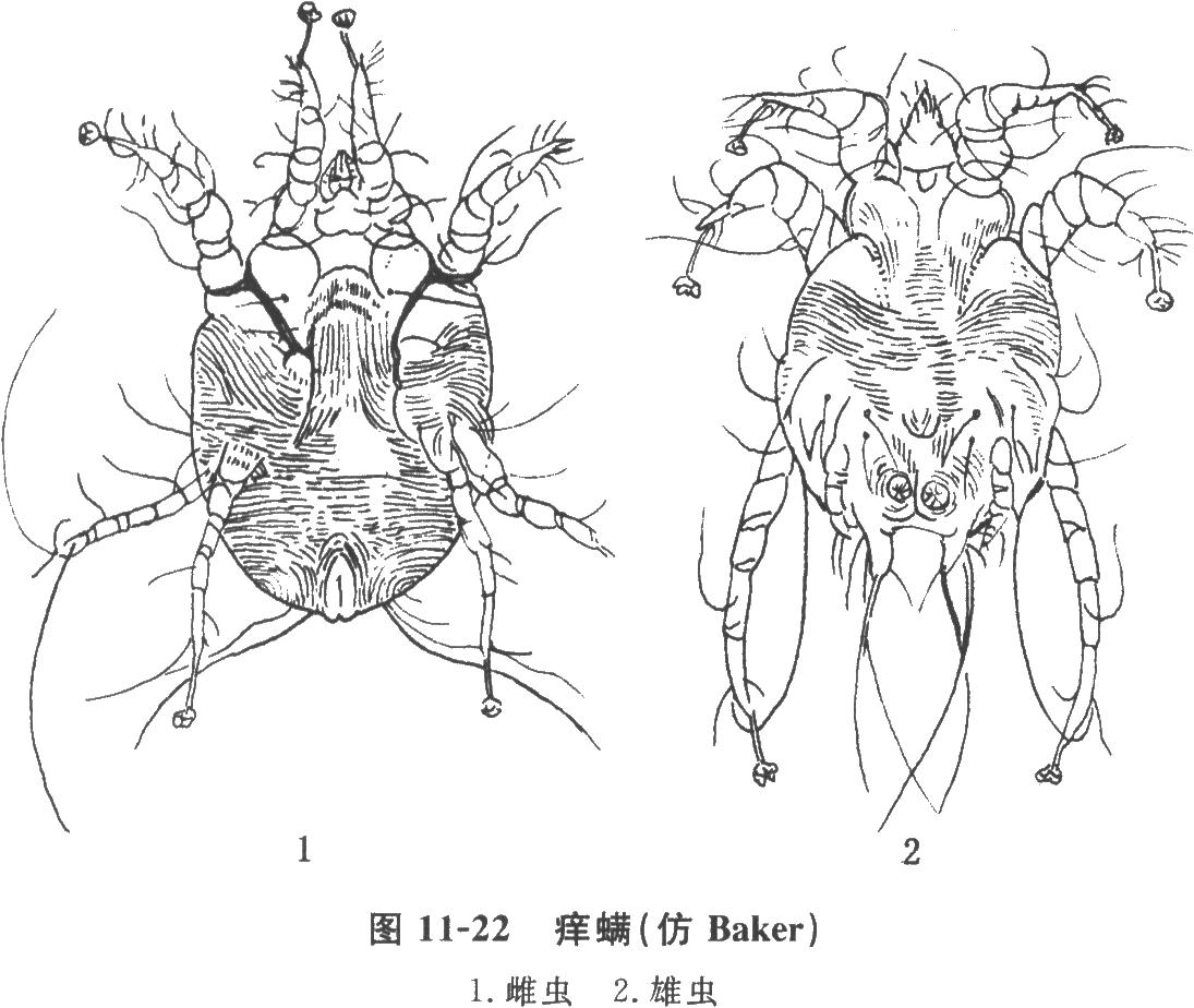 痒螨手绘图片