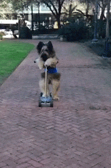 9333e2b4jw1e3v294po74g206709d1hl.gif