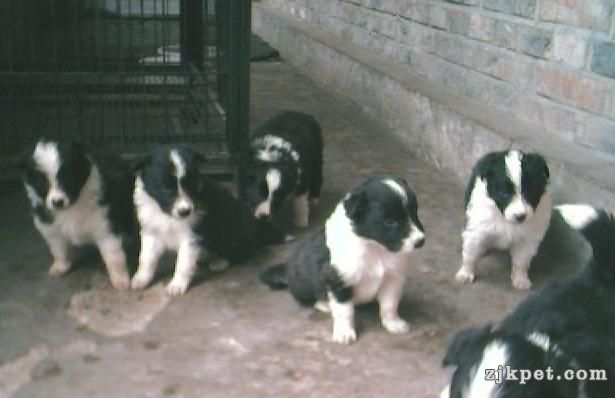 边境牧羊犬10.jpg