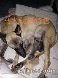 3母