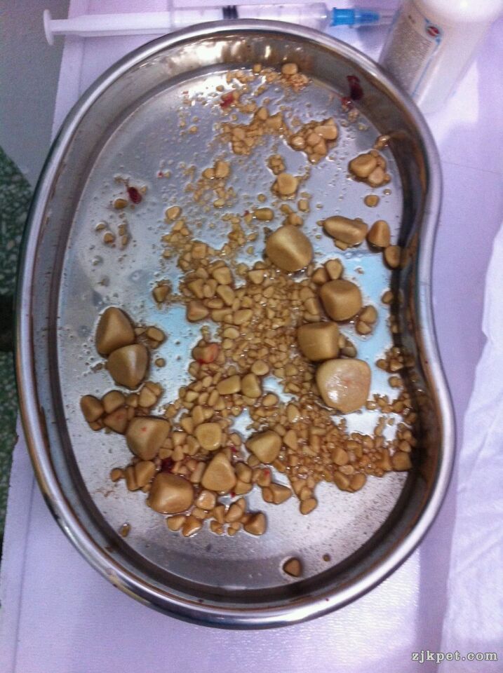 一例7岁母狗豆豆的膀胱结石取出手术