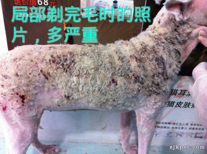 局部剃毛的照片