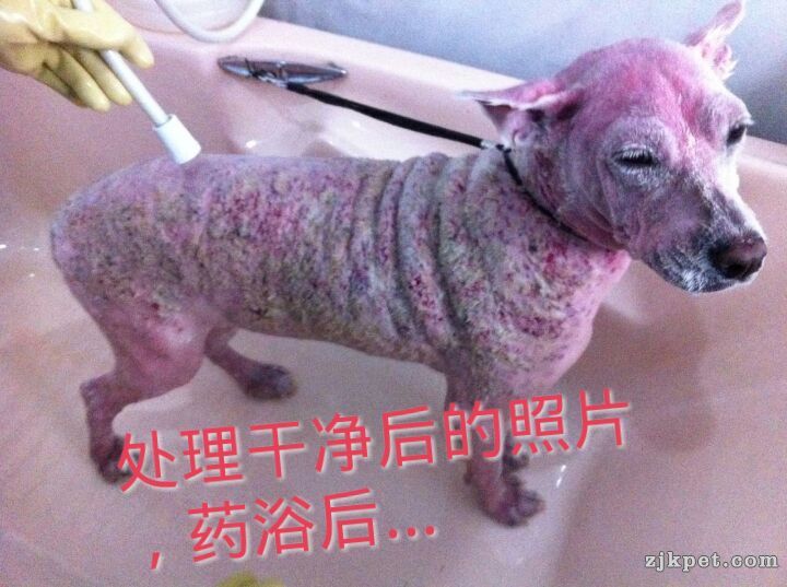 处理掉结痂，药浴后的照片