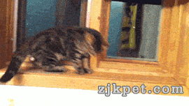 img-fdd47269da6206b0f49fc11b34b06bc8.gif