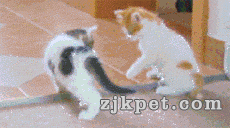 img-25f7b2b6371c031b84eb47816c804681.gif