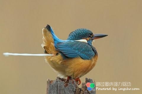 c7db0fb30f2442a771f12e24d343ad4bd013023a.jpg
