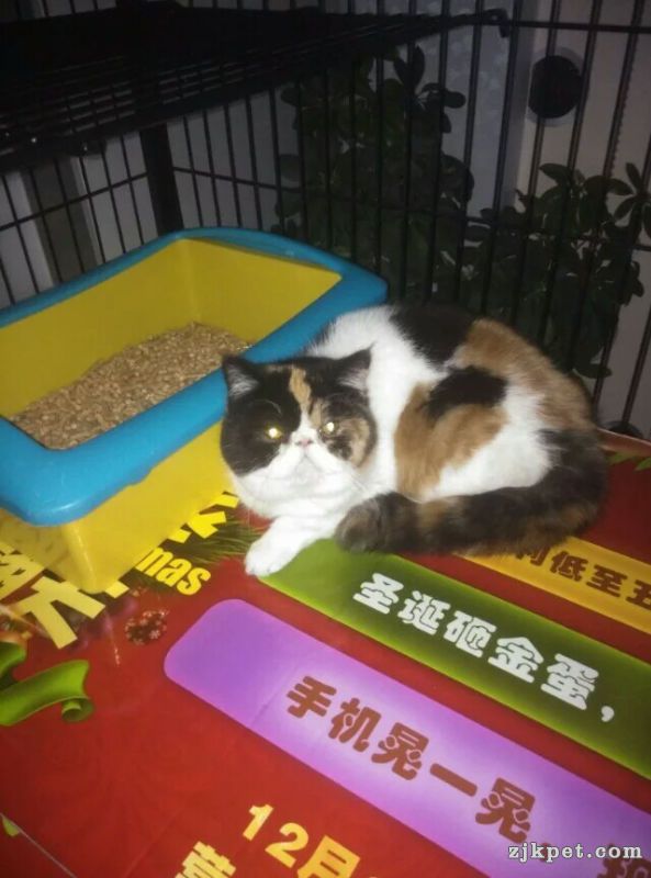 16351