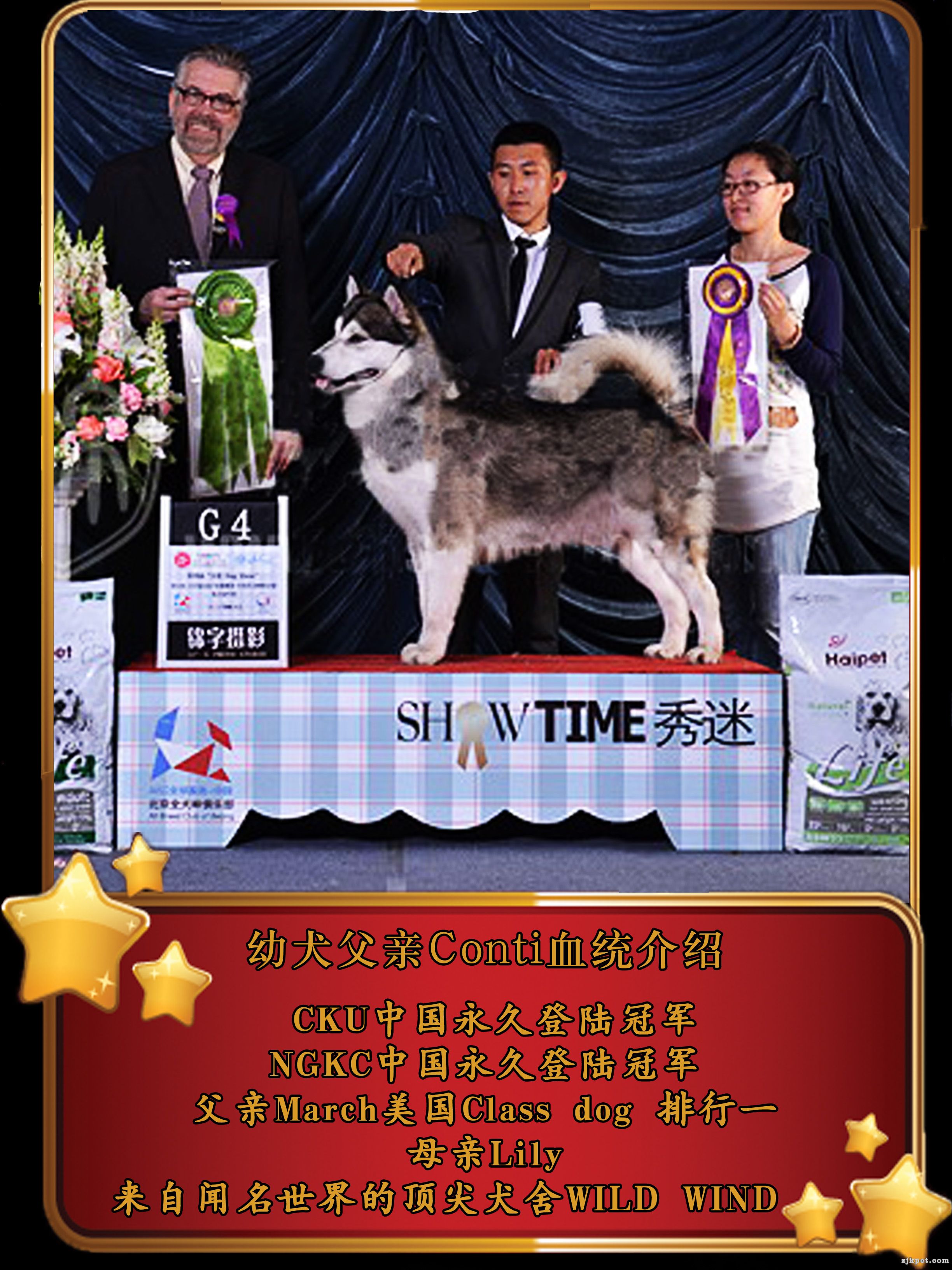 搭配公犬介绍