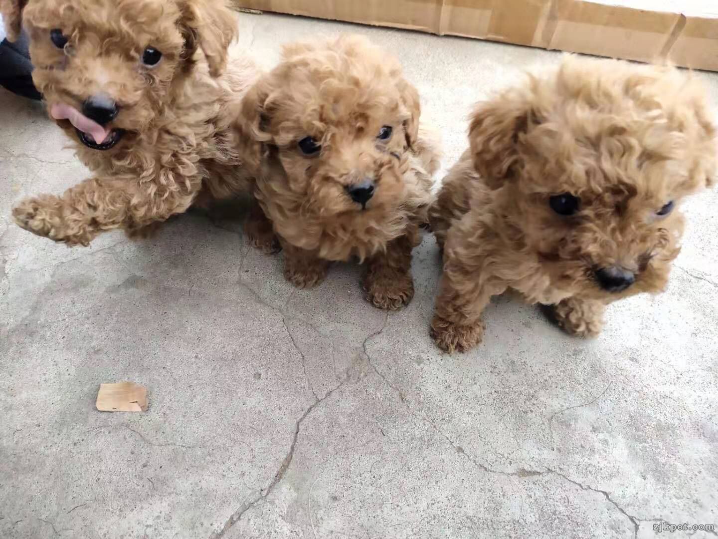 wechat_upload15716376775dad49adb9800
