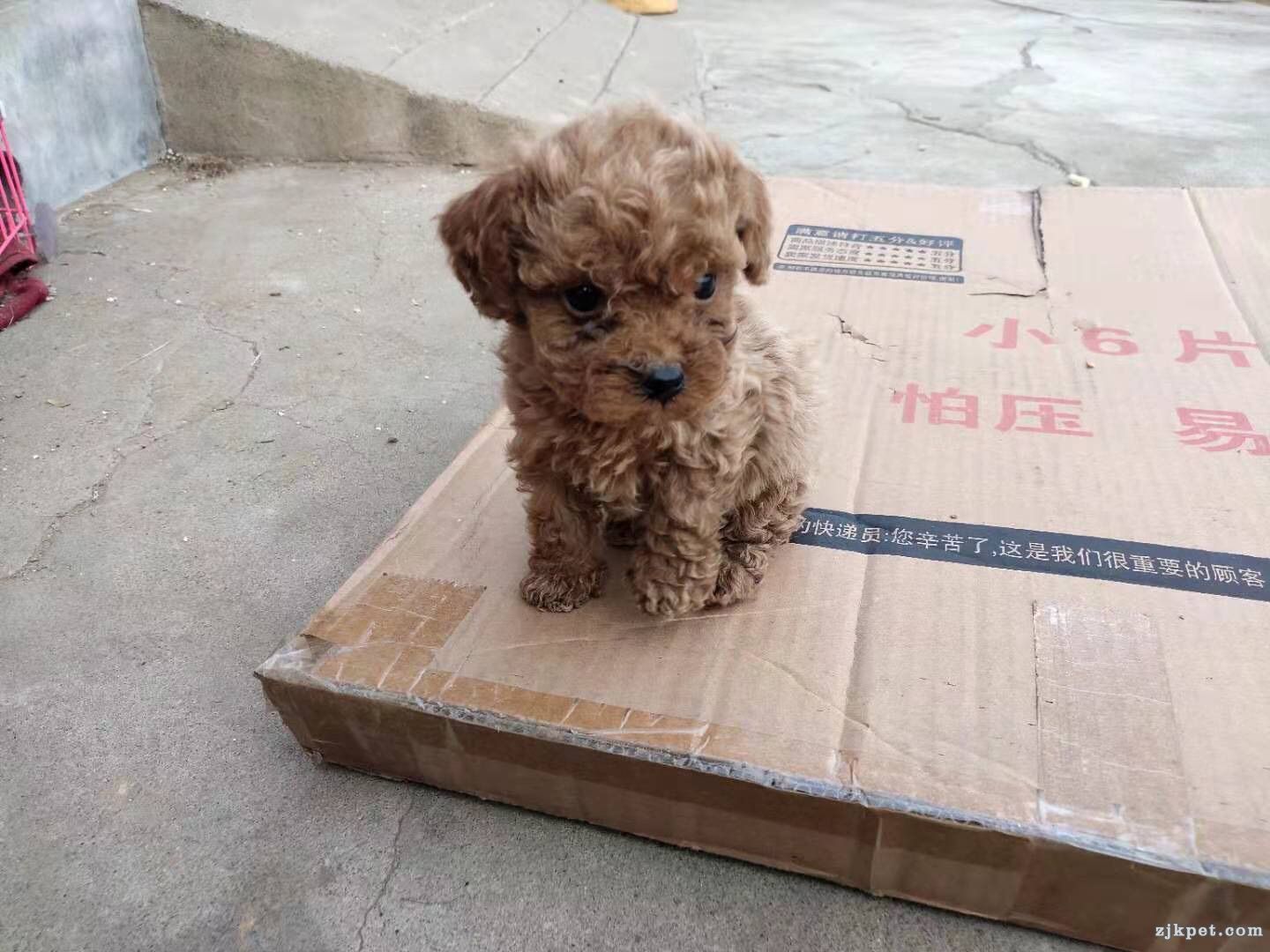 wechat_upload15716376795dad49afed26a