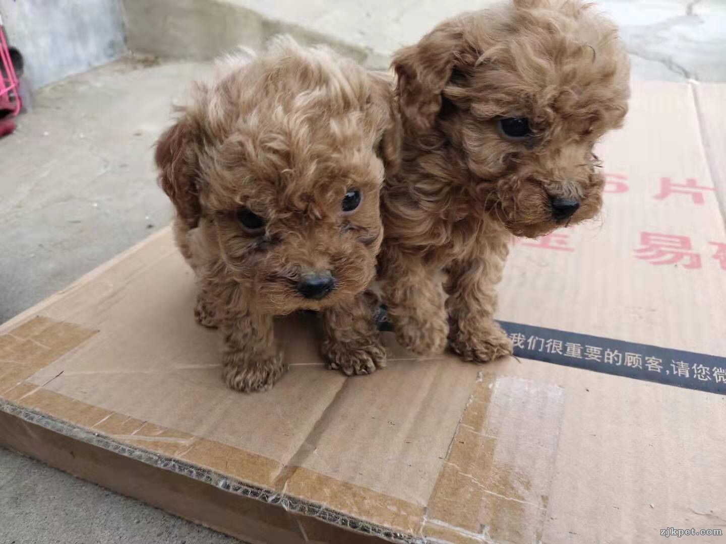 wechat_upload15716376805dad49b07ac76