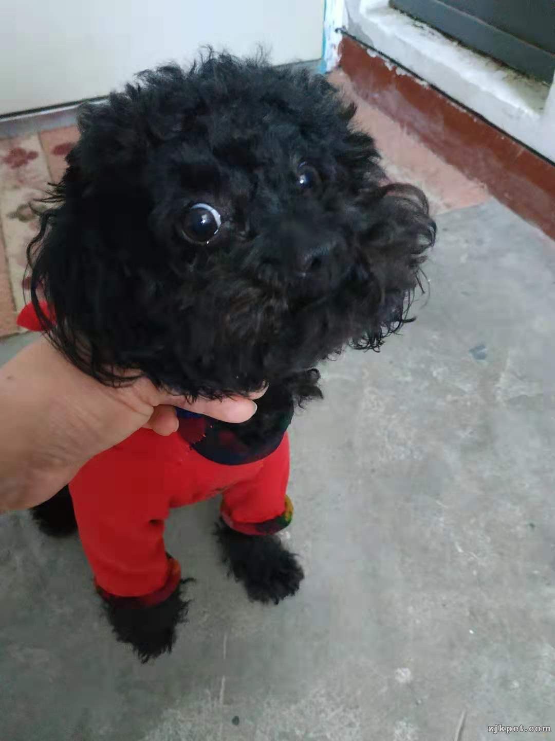 wechat_upload15734584625dc9121e4b74c