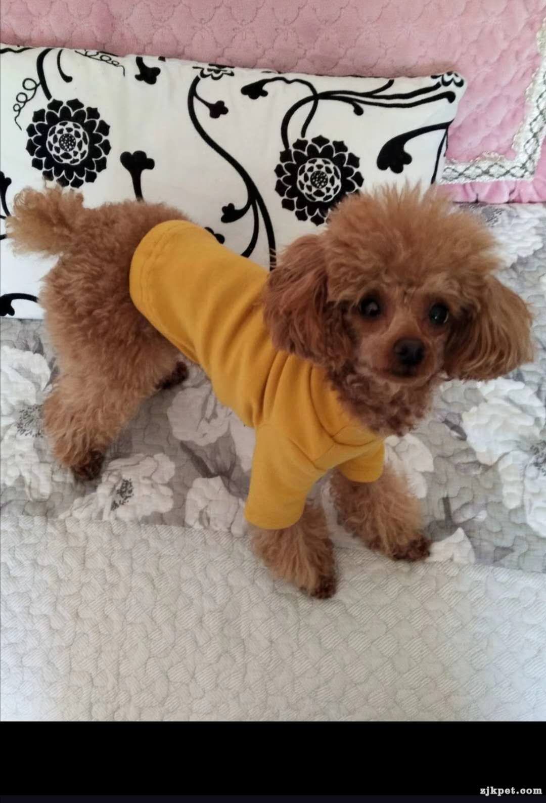 wechat_upload15757680305dec4fde74976