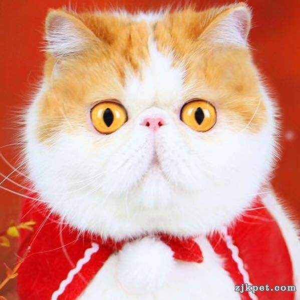 wechat_upload15769886965dfef0182cf23