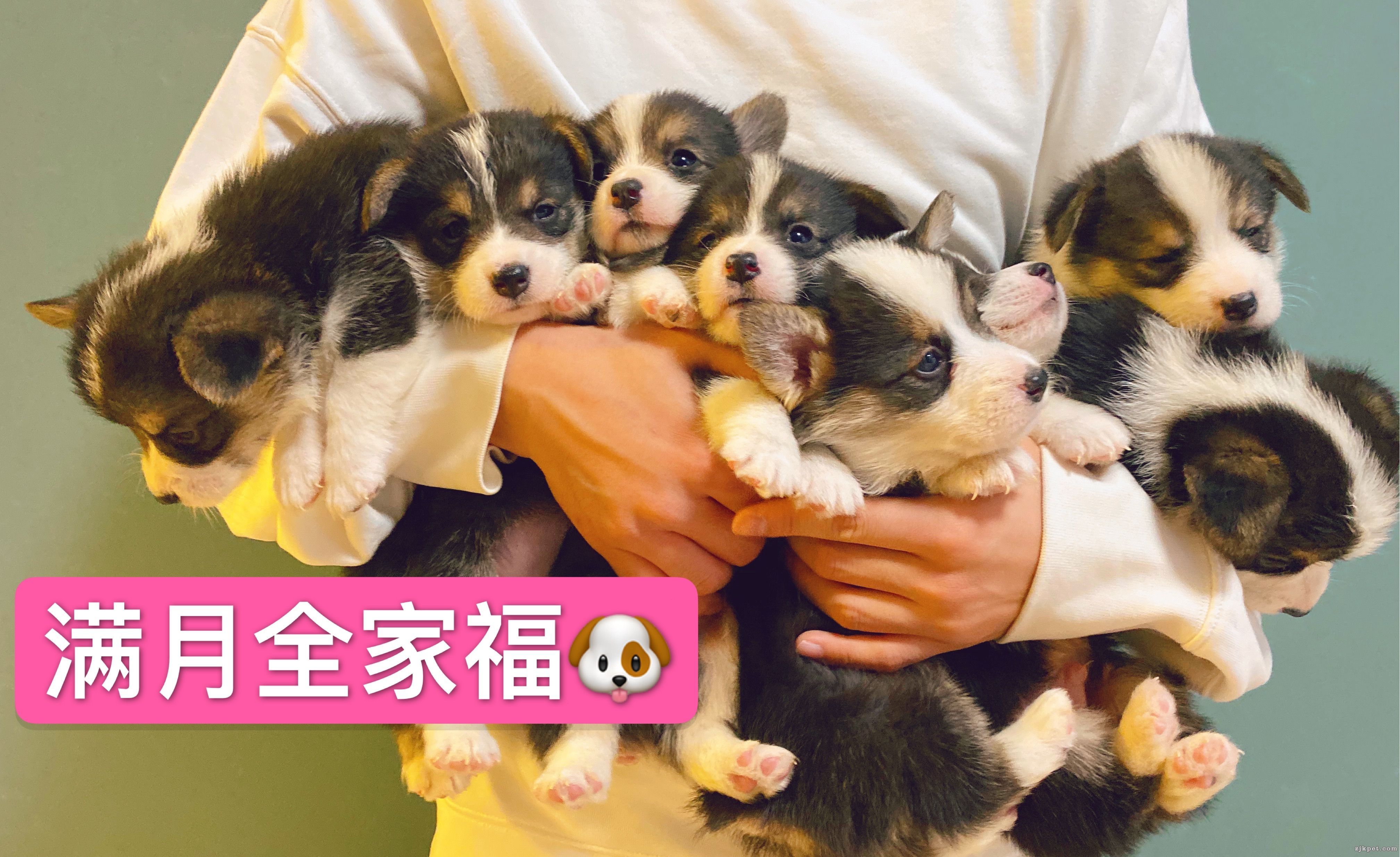 wechat_upload15770270735dff860198209