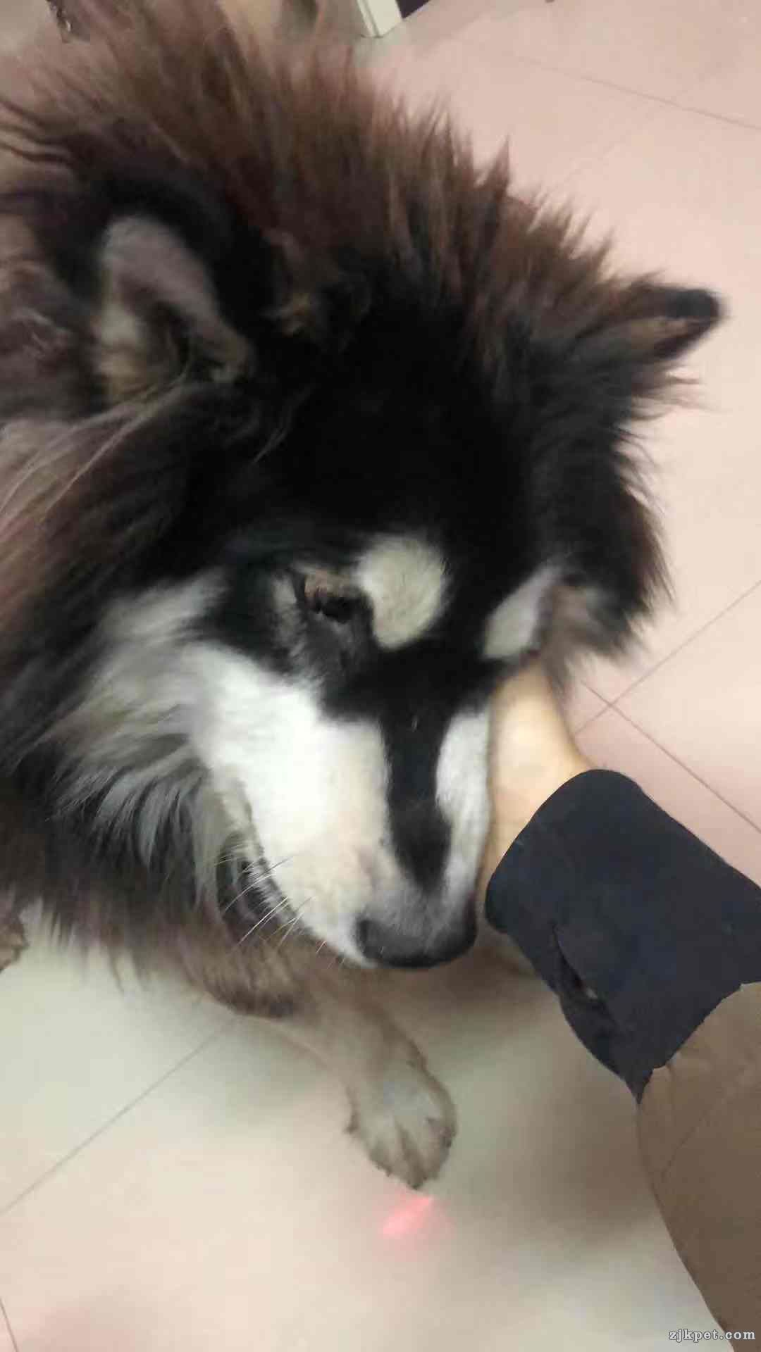 wechat_upload15790533185e1e710694b03