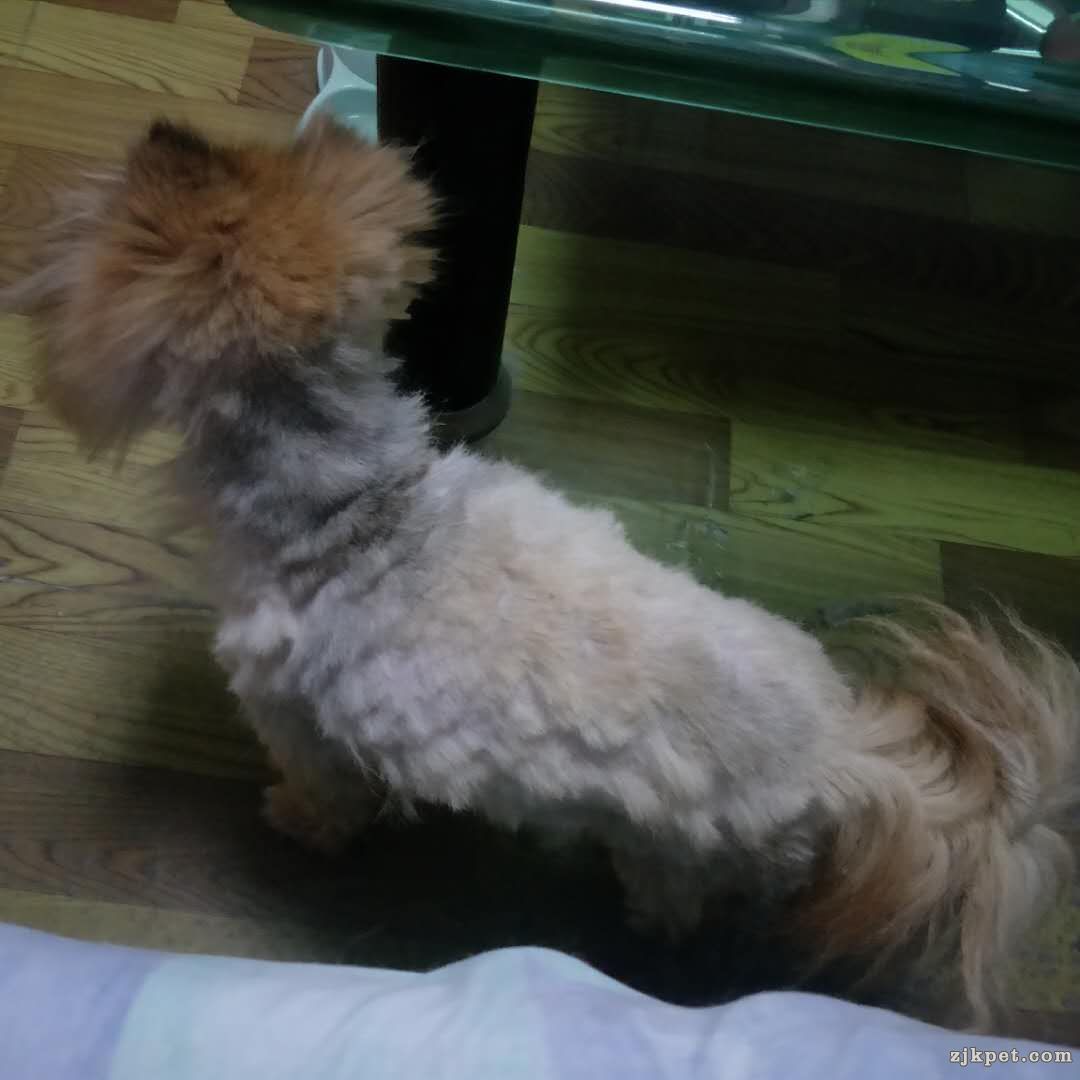 wechat_upload15819378875e4a74df848d0