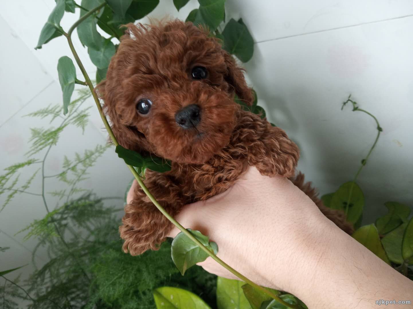 wechat_upload15827049055e562909af577