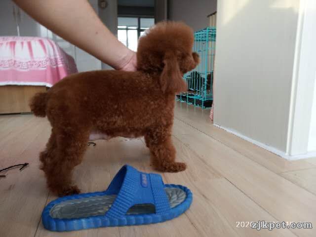 wechat_upload15827049305e5629227663b