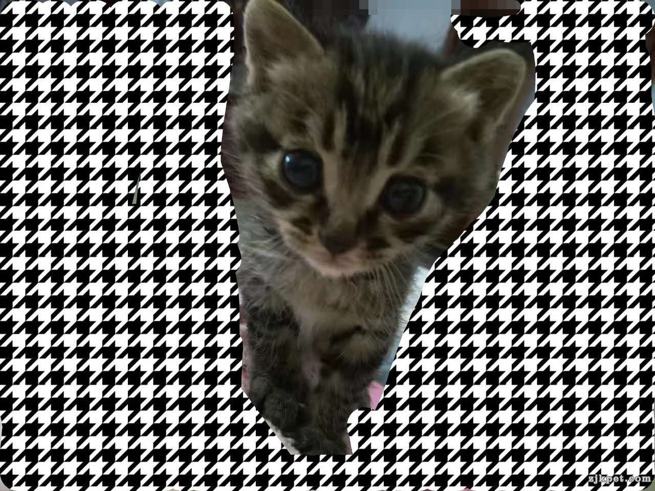 wechat_upload15859856325e88386085b0b