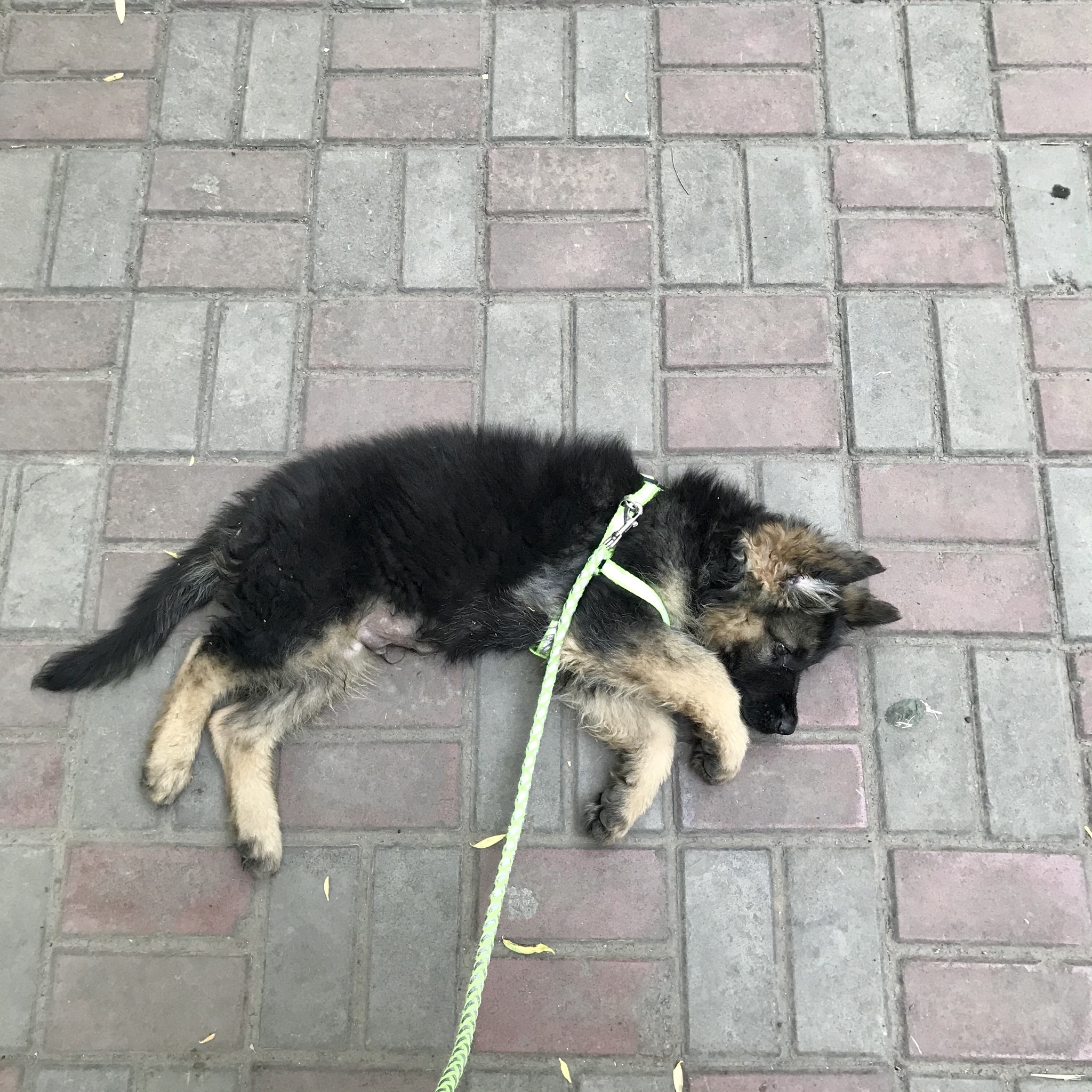 A2A69C08-7A13-4C7B-AA31-A0E5051BF6C1.jpeg