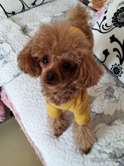 wechat_upload15948183495f0eff2de4069
