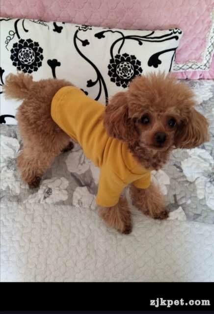 wechat_upload15948183505f0eff2e7787b
