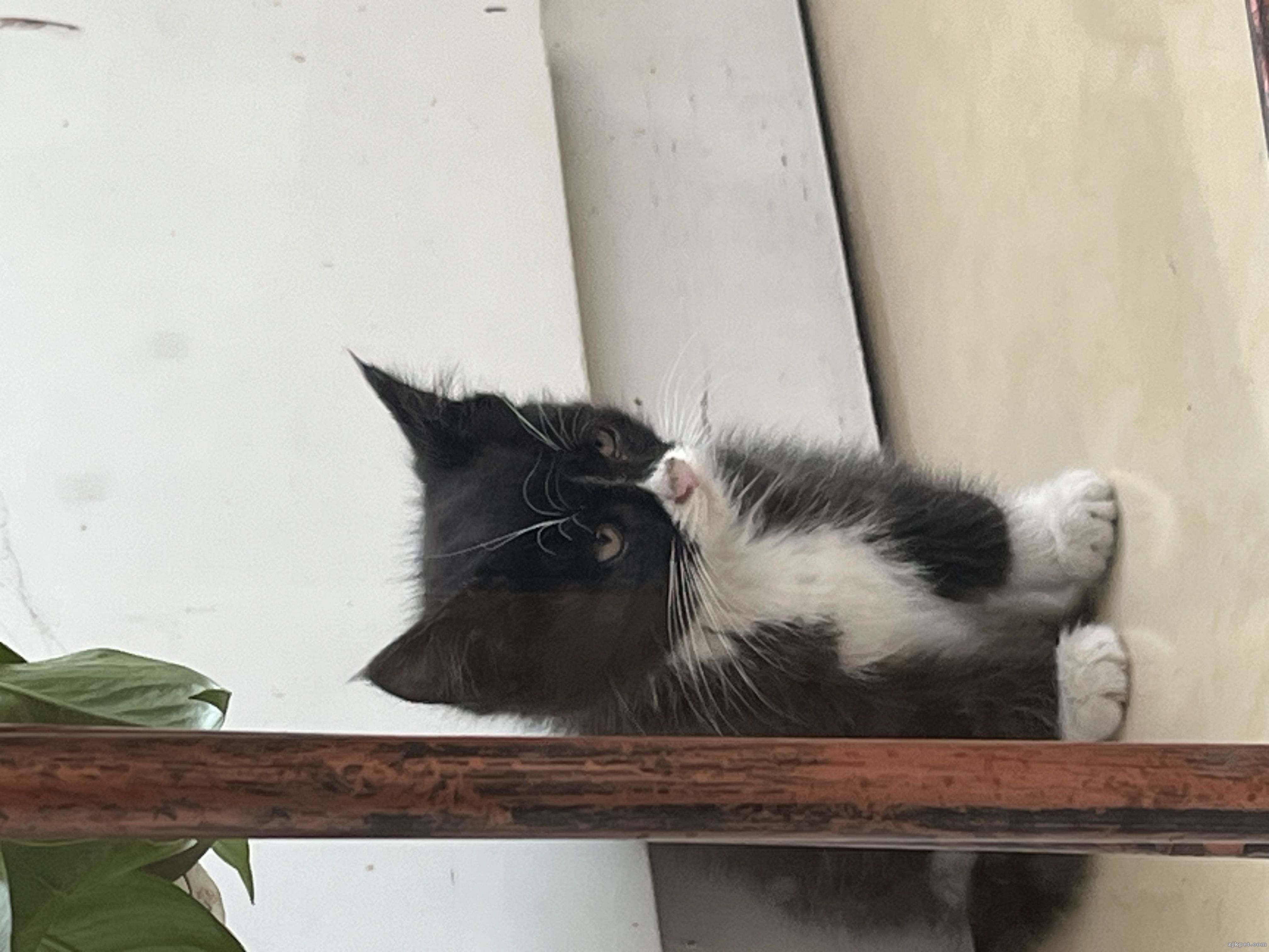 IMG_4235.jpeg