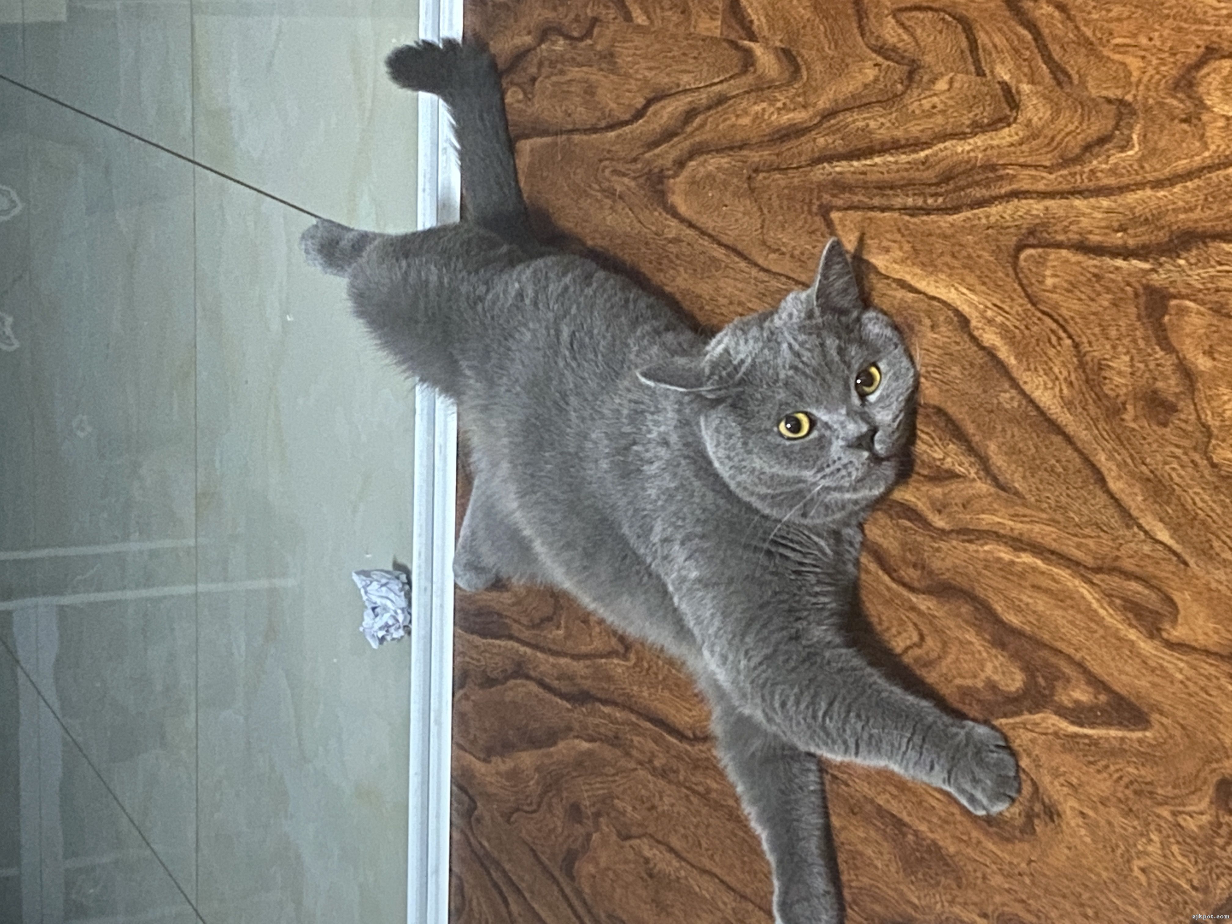 IMG_0137.jpeg