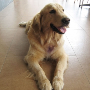 金毛猎犬