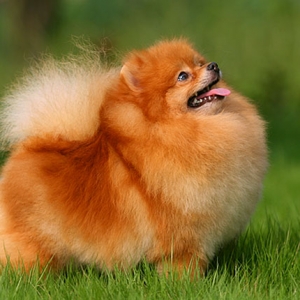 松鼠犬(博美)