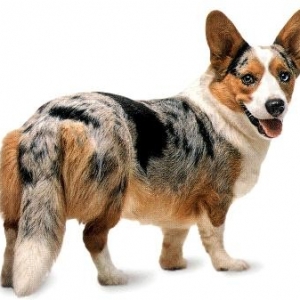 卡狄肯威尔斯科基犬